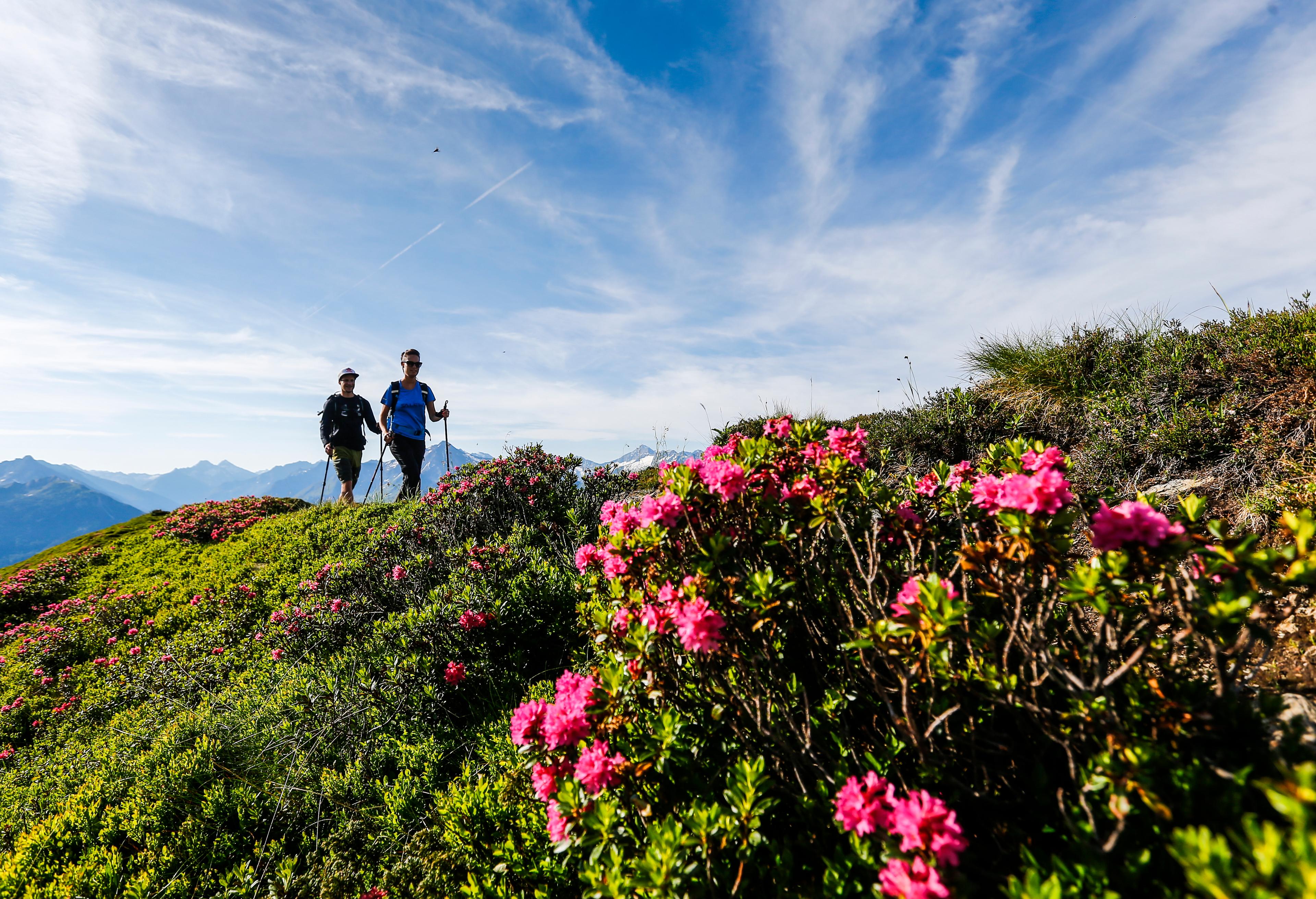 Couple hiking among flowers in Mayrhofen